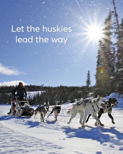 Ready to meet your winter adventure team? 🐾❄️

Join our guided dog sledding tour near Beitostølen and explore the snowy landscapes at the edge of Jotunheimen. Meet the huskies, help get them ready and try steering the sled yourself! 🛷

Two people usually share a sled, taking turns to drive and enjoy the ride. No previous experience needed – our guides will show you how.

Warm winter suits, boots, hot drinks and snacks are included. ☕

Would you take the reins or enjoy the view? 

#JotunheimenTravel #DogSledding #Beitostølen #VisitValdres #WinterInNorway