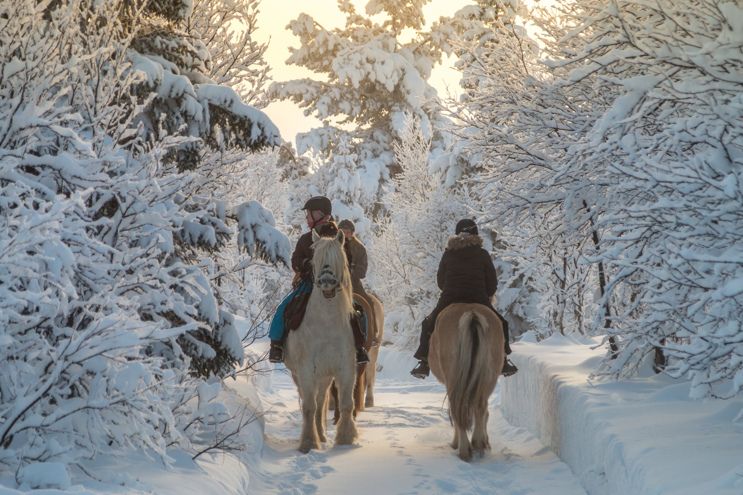 Horseback riding in winter wonderland from Oslo Jotunheimen Travel Horseback riding in winter wonderland from Oslo Jotunheimen Travel