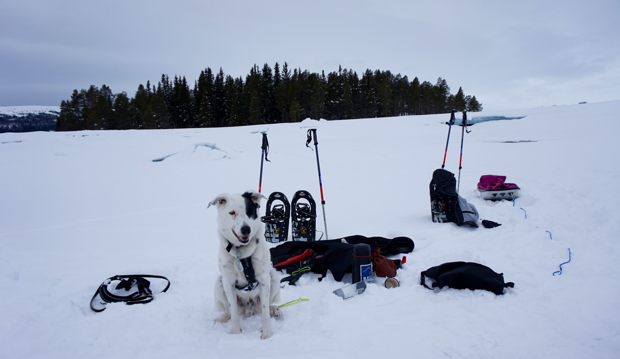 Snowshoeing with husky